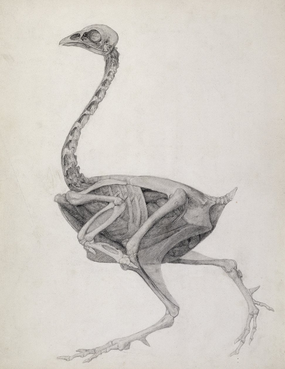 Fowl: Lateral View, Deeply Disecting, fra serien 