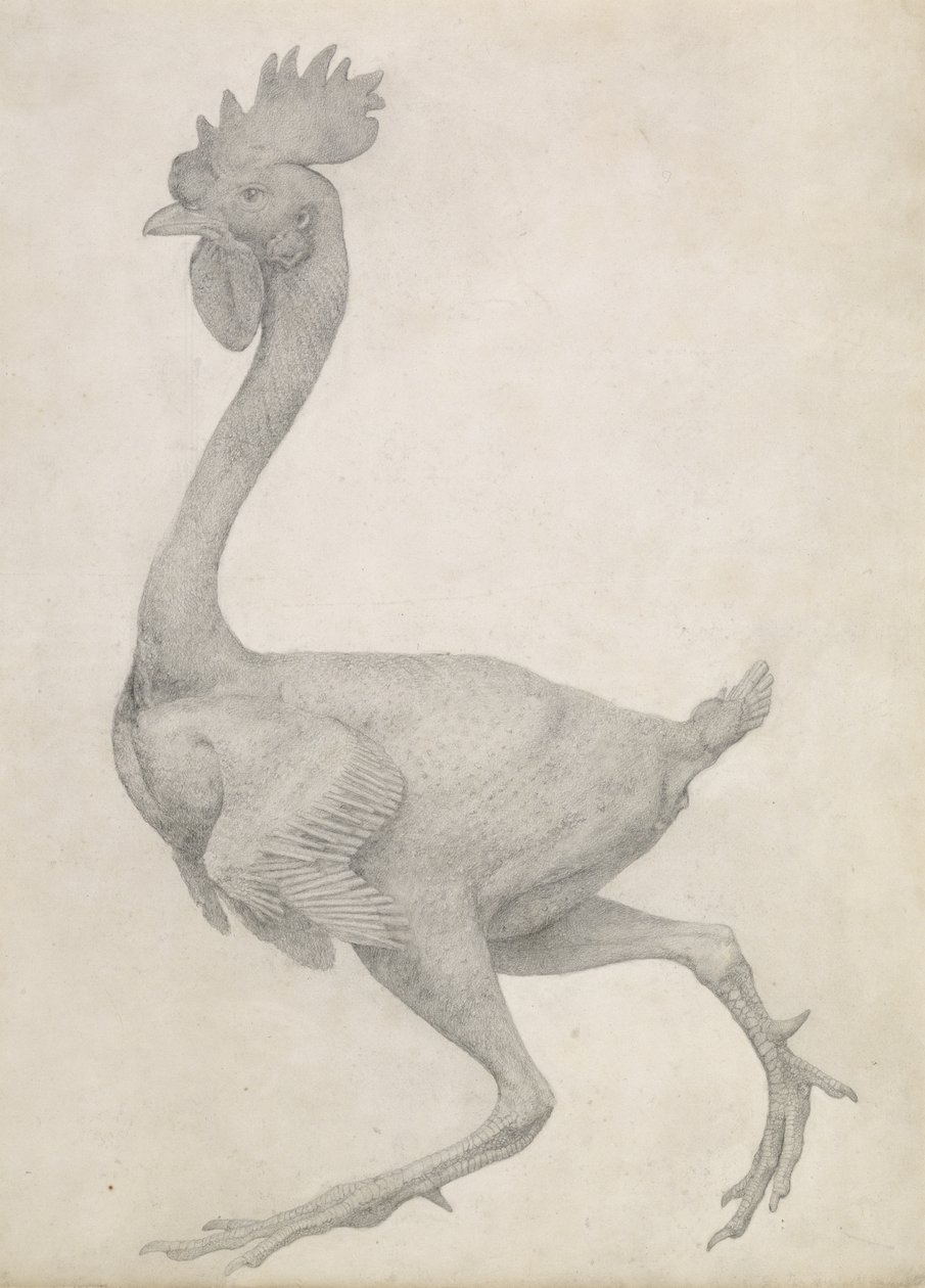 Fowl: Lateral view with Most Feathers Removed, fra serien 