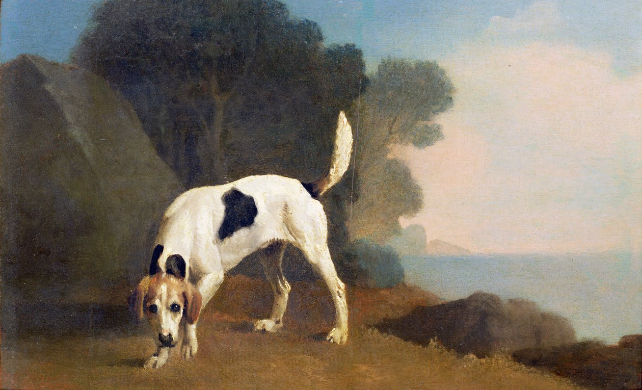 Foxhound on the Scent, ca. 1760 (olie på papir lagt om bord) af George Stubbs
