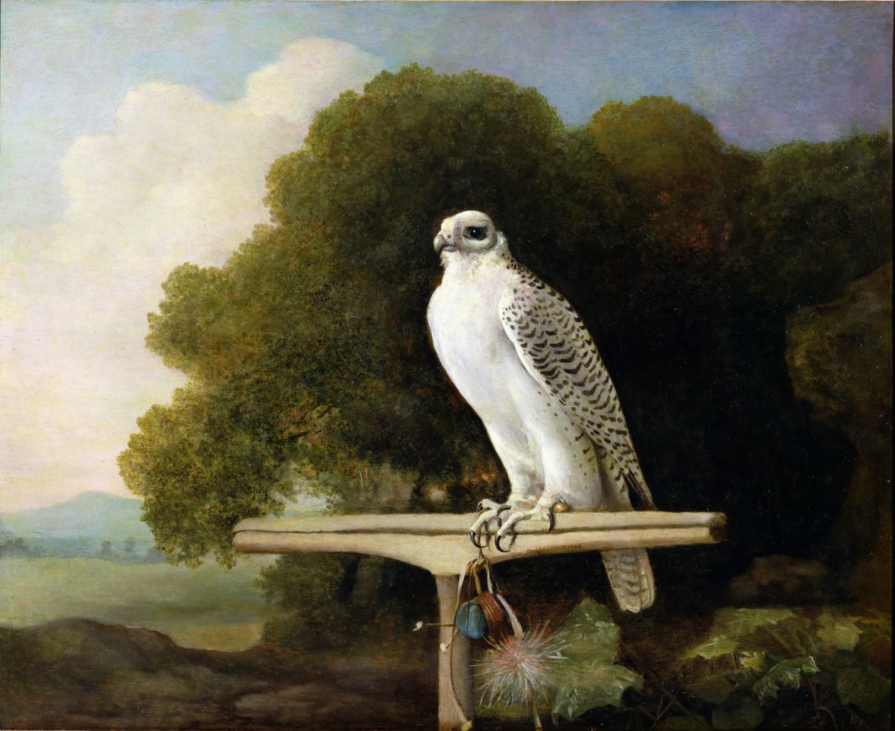 Grønlandsfalk (Gråfalk), 1780 af George Stubbs