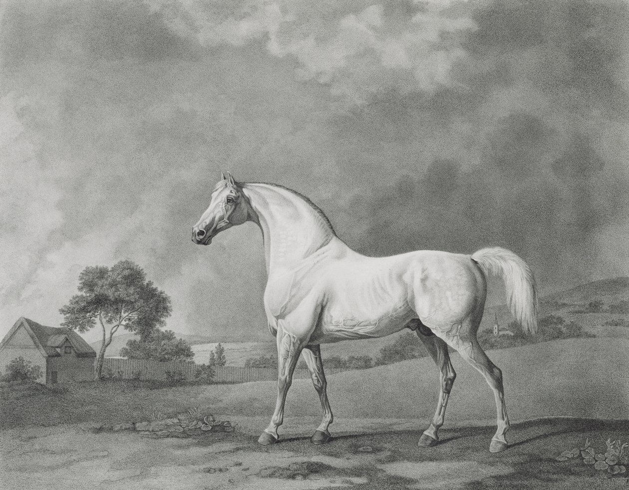 Mambrino, indgraveret af George Townley Stubbs (1756-1815) pub. 1794 af George Stubbs