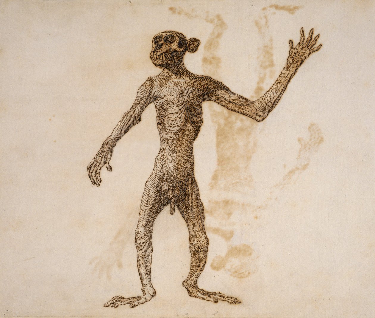 Monkey Standing, Anterior View (pen og blæk over grafit på papir) af George Stubbs