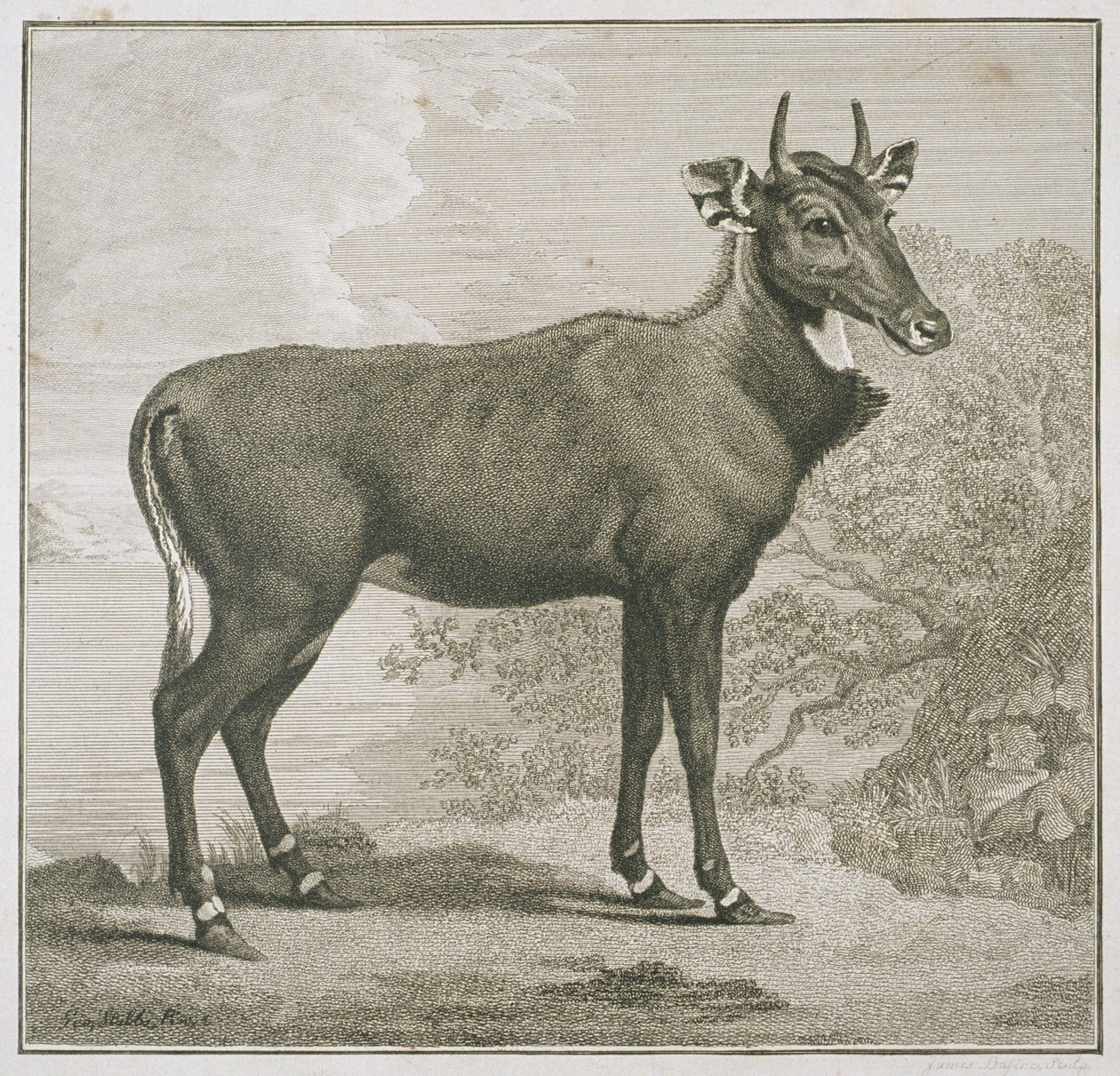 Plade af Nyl-ghan, indgraveret af James Basire (1730-1802) af George Stubbs