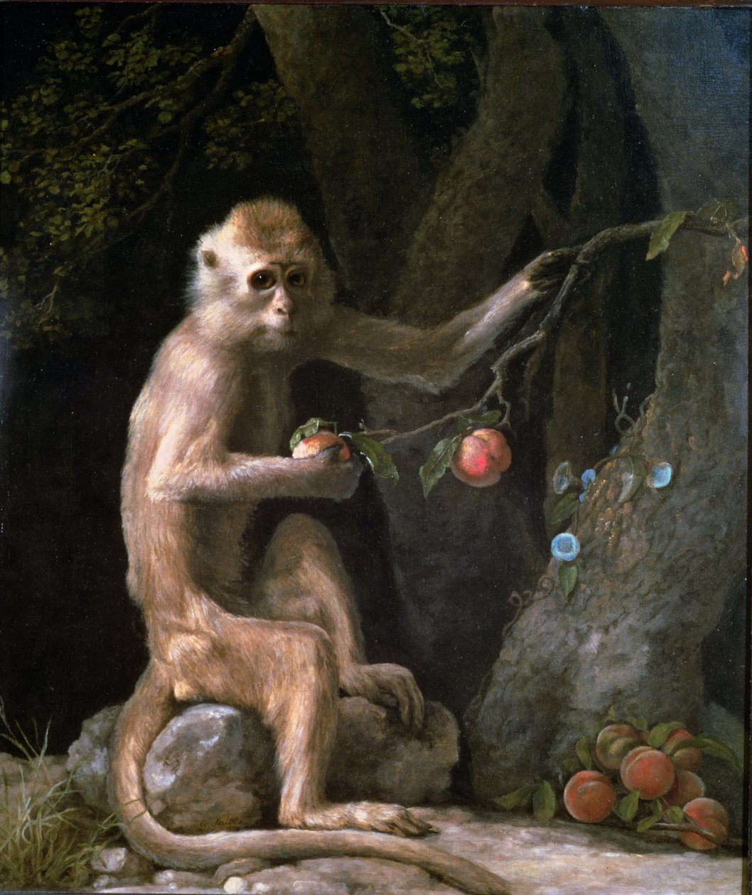 Portræt af en abe dateret 1774 af George Stubbs