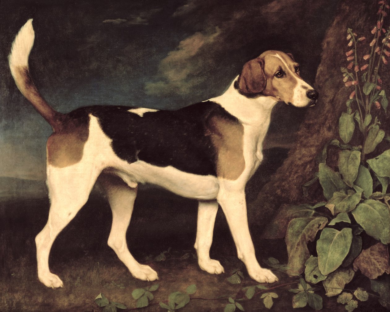 Ringwood, en Brocklesby Foxhound, 1792 af George Stubbs