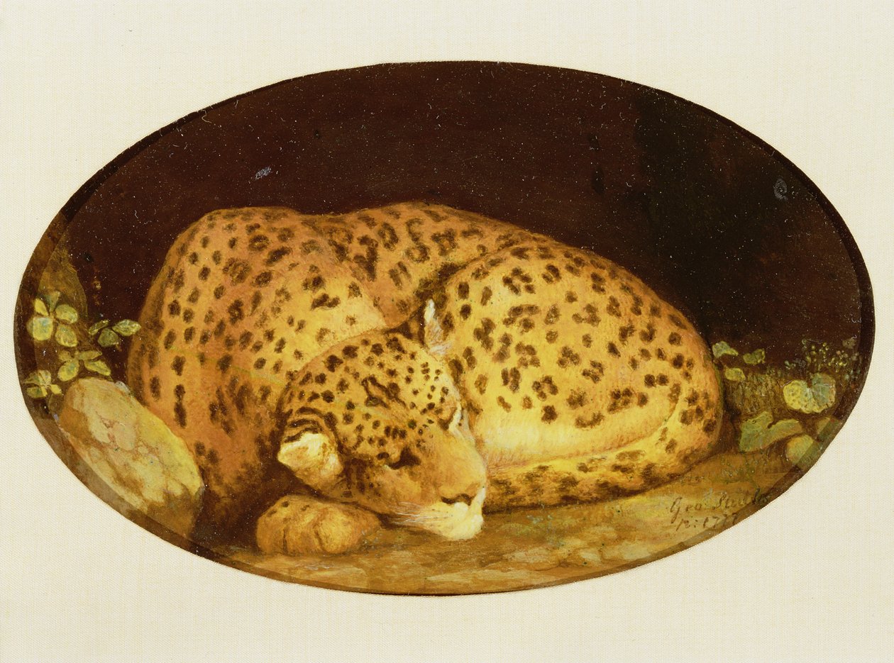 Sleeping Leopard, 1777 (emalje på Wedgwood kiks lertøj) af George Stubbs