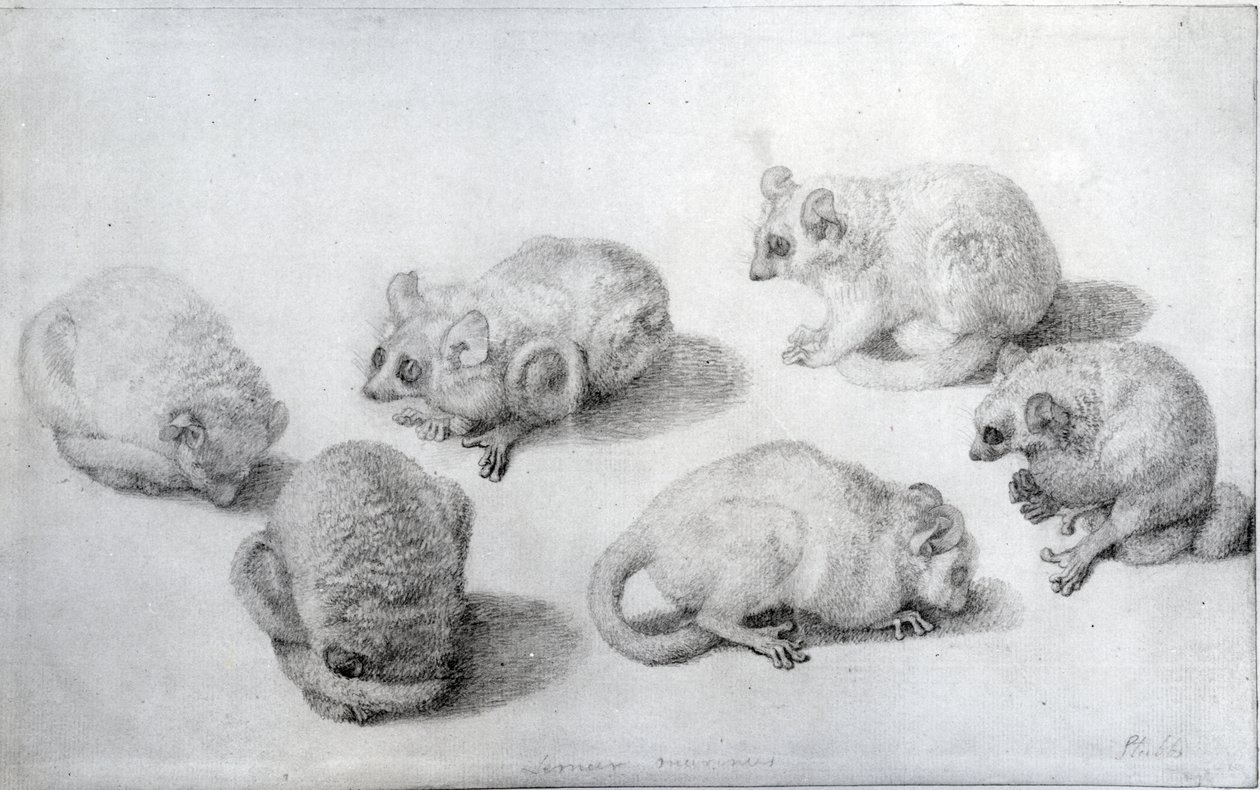 Studier af en lemur, 1773 (grafit på papir) af George Stubbs