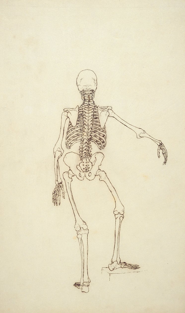 Studie af den menneskelige figur, posterior, fra 