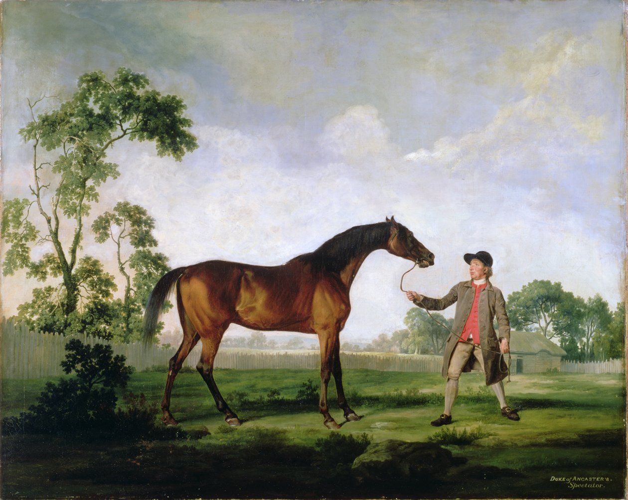 Hertugen af Ancasters bay hingst Spectator, holdt af en brudgom, ca. 1762-5 af George Stubbs