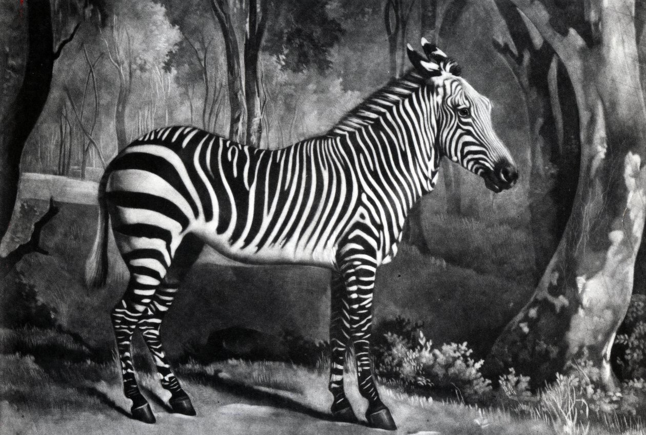 The Sebra, eller Wild Ass, graveret af George Townley Stubbs, 1771 (mezzotint) af George Stubbs