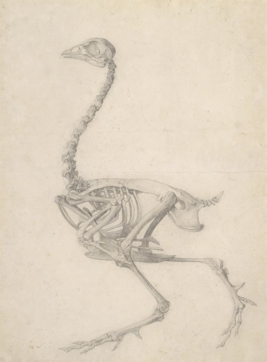 The Skeleton of a Fowl, fra serien 'A Comparative Anatomical Exposition ...