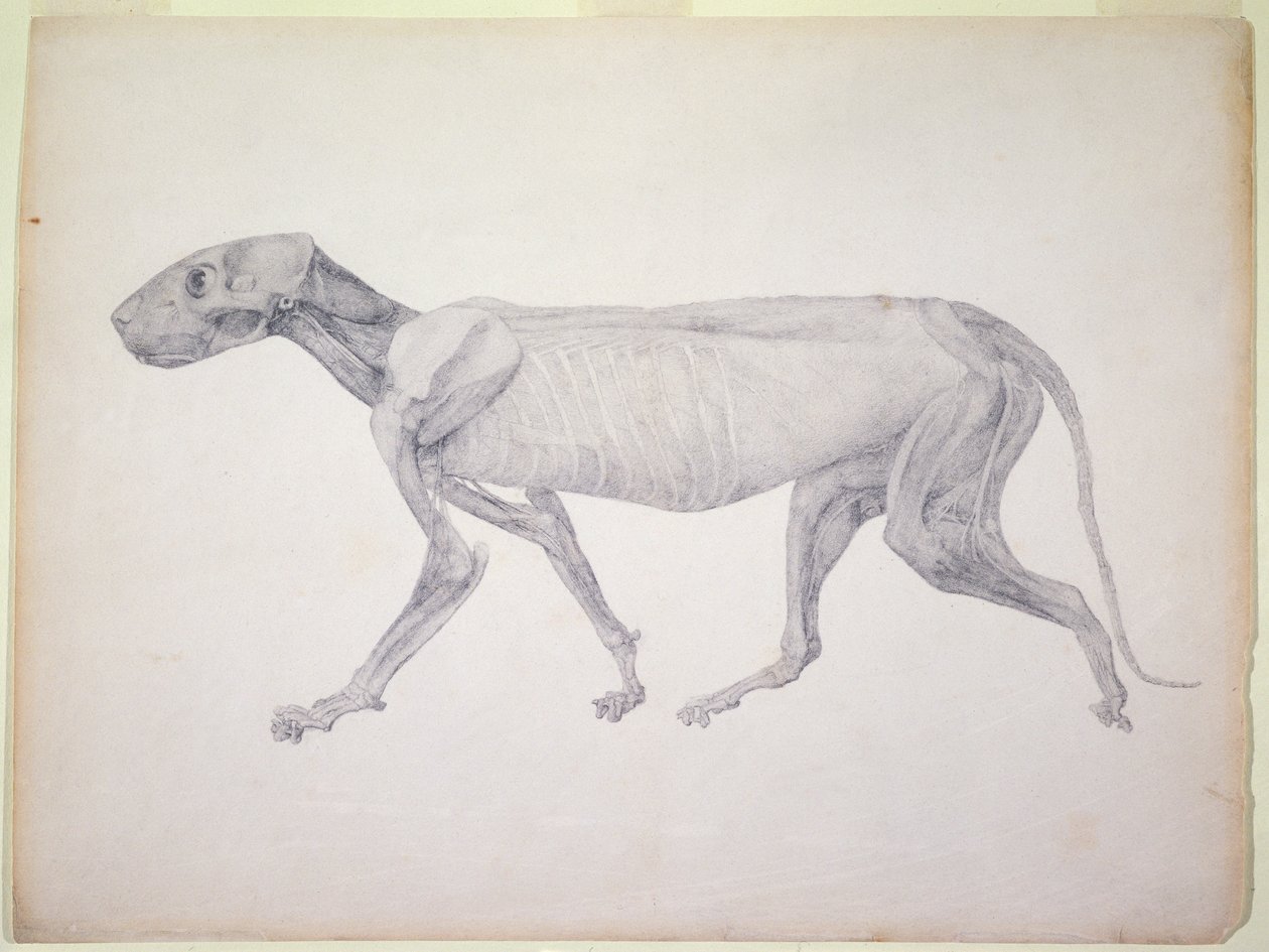 Tiger: Lateral View, delvist dissekeret, fra serien 