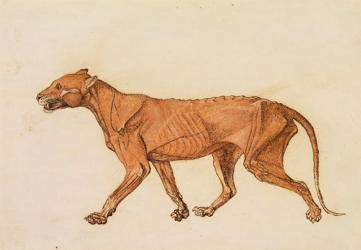Tiger, sidebillede, hud fjernet, fra 