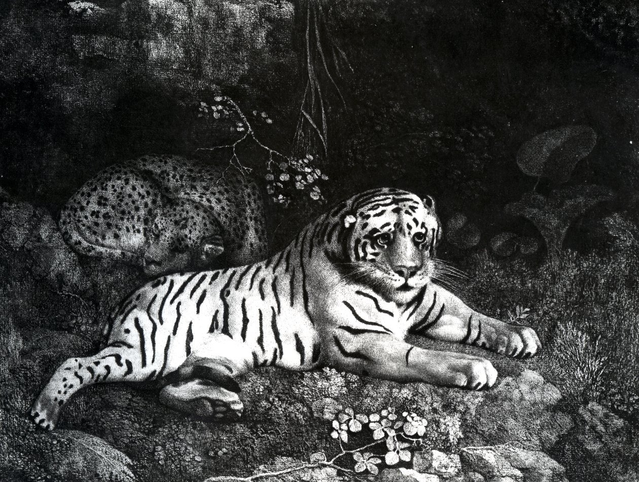 To Tigre, 1788 af George Stubbs