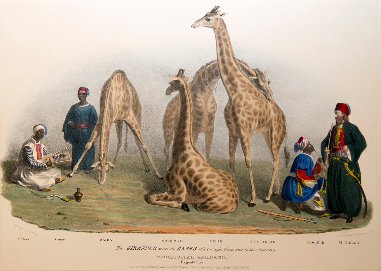 Girafferne og araberne, 1836 af George the Elder Scharf