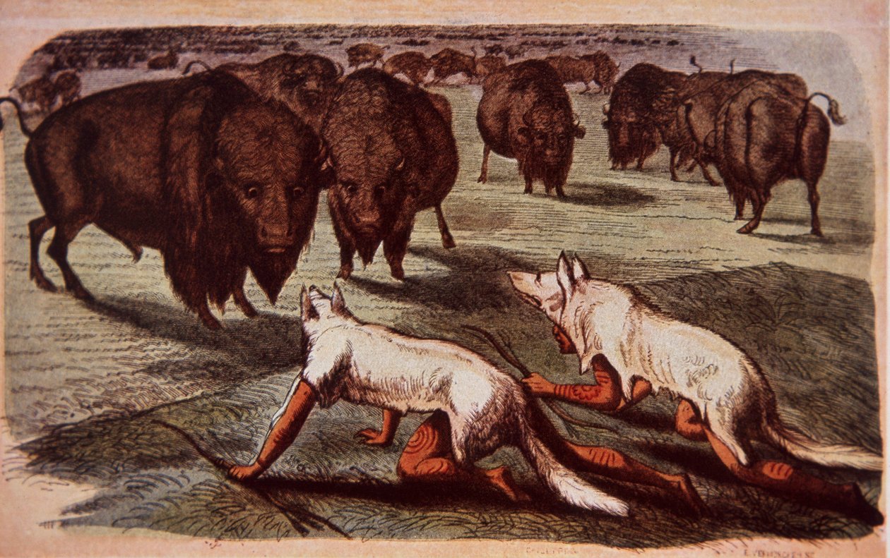 Indianere fra nordamerikanske sletter kryber op på græssende bøfler, mens de bærer ulveskind, ca. 1840 (farve litho) af George (after) Catlin