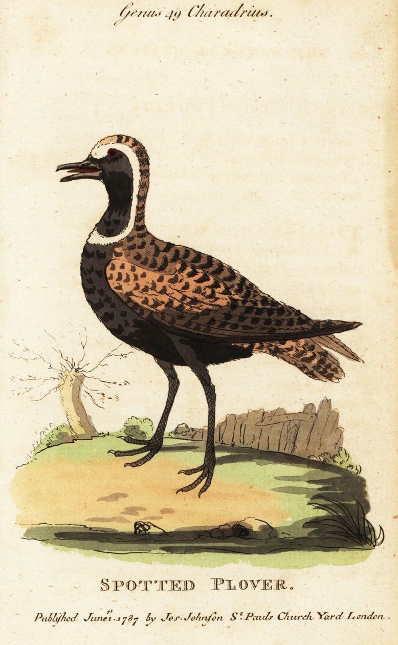 Amerikansk guldhøne eller plettet hjelm, Pluvialis dominica af George (after) Edwards