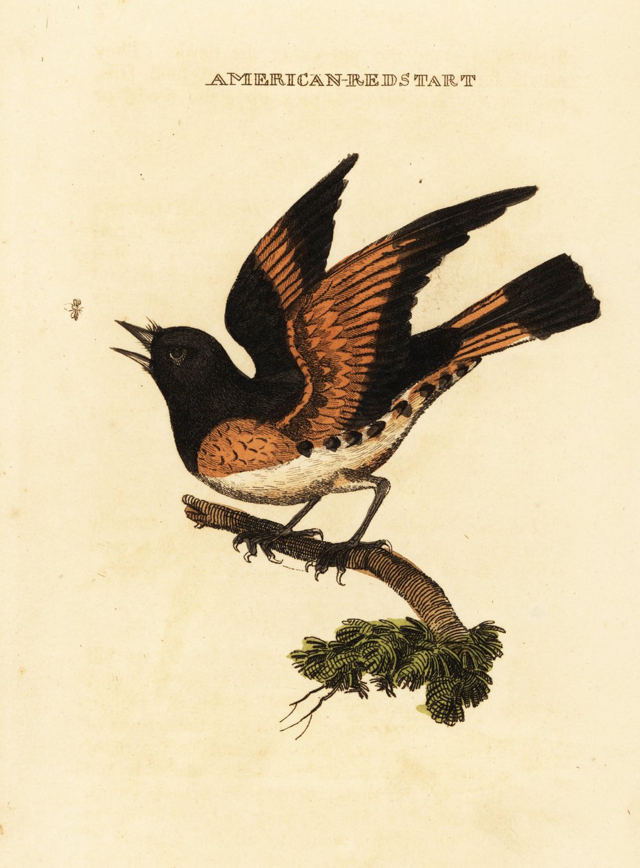 Amerikansk rødstjert, Setophaga ruticilla af George (after) Edwards