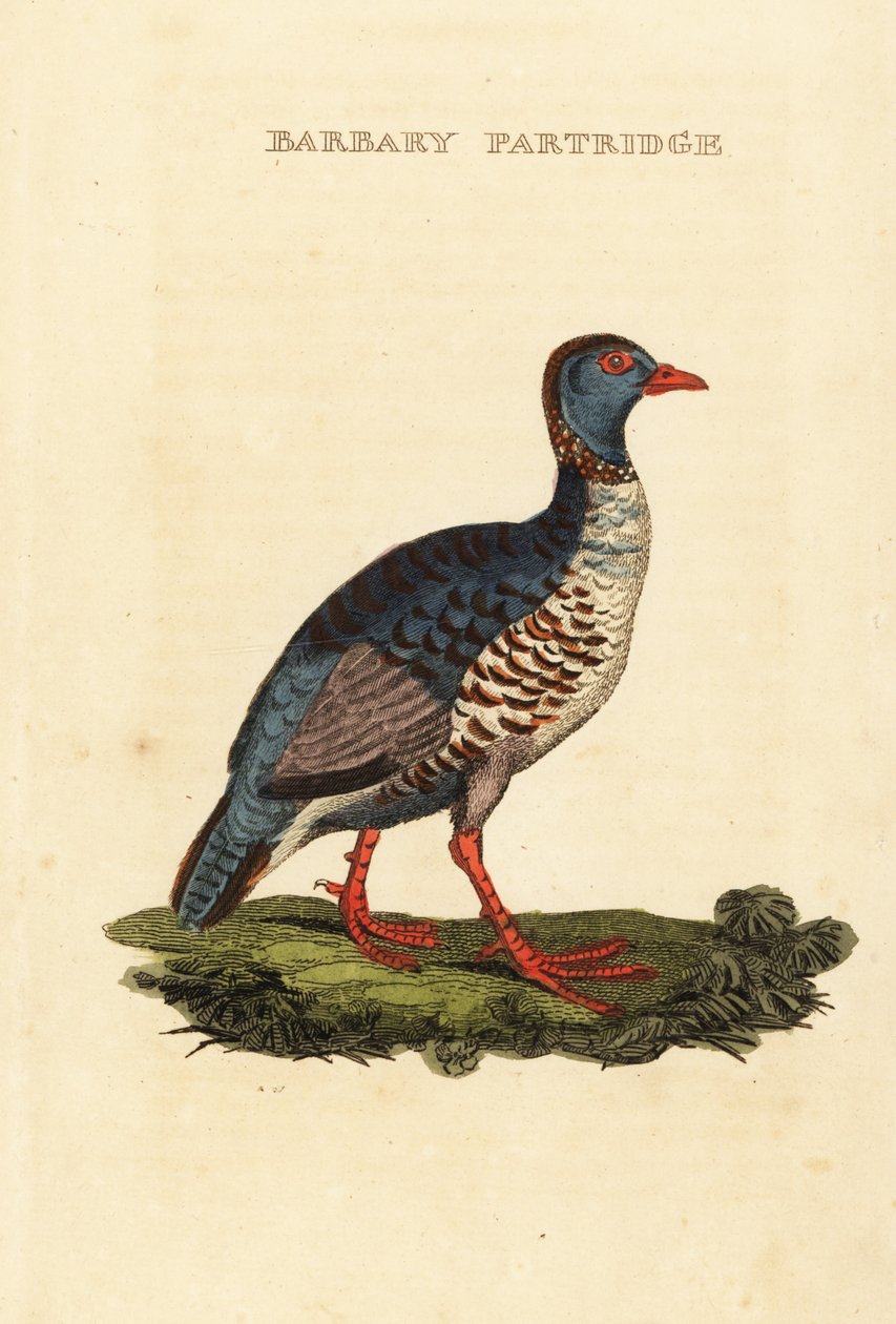 Barbary agerhøne, Alectoris barbara af George (after) Edwards