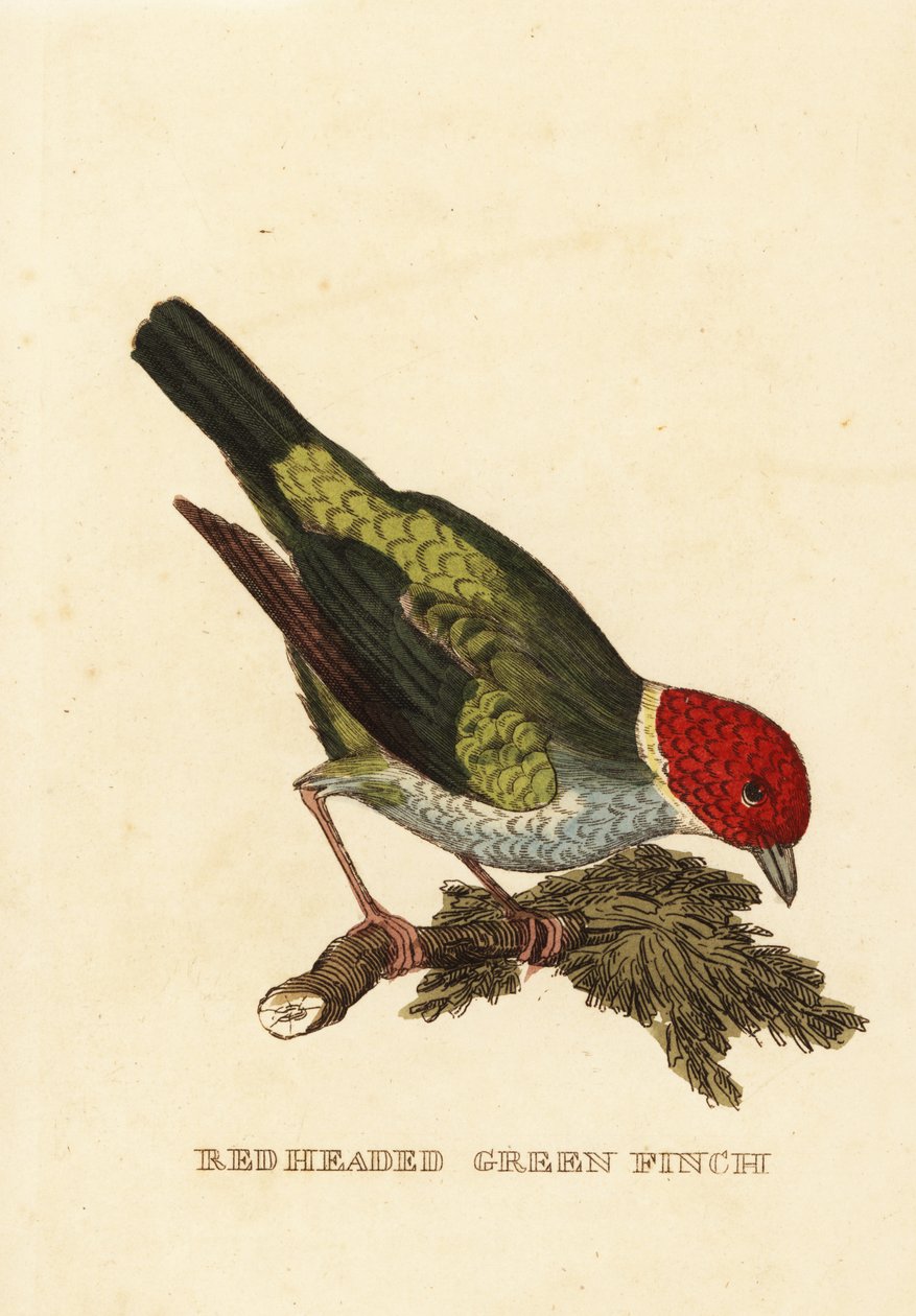 Bugthoved tanager, Tangara gyrola af George (after) Edwards