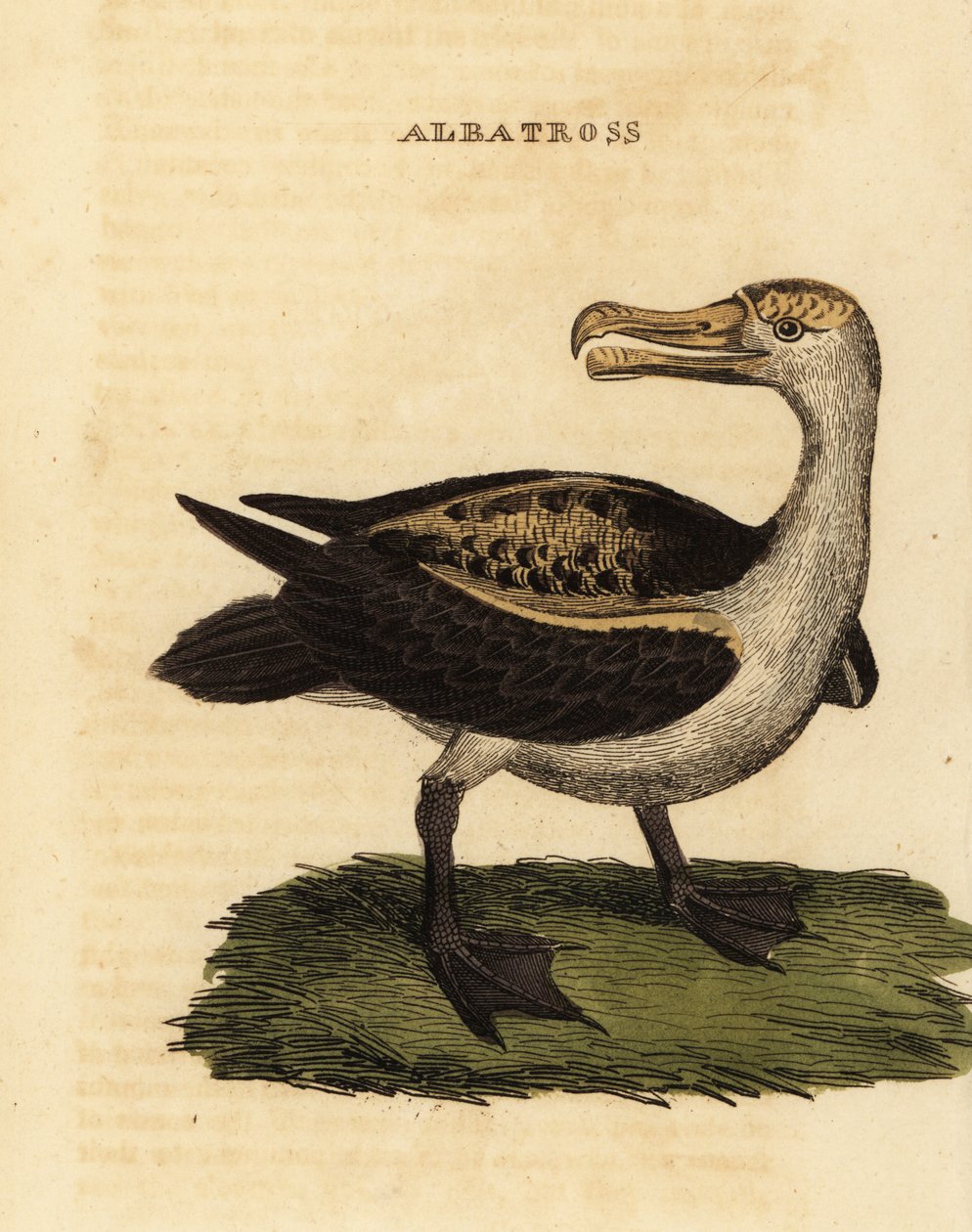 Sortbrynet albatros, Thalassarche melanophris af George (after) Edwards
