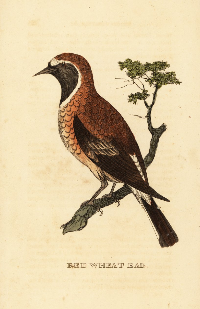 Sortøret hvedemorf, Oenanthe hispanica stapazina af George (after) Edwards