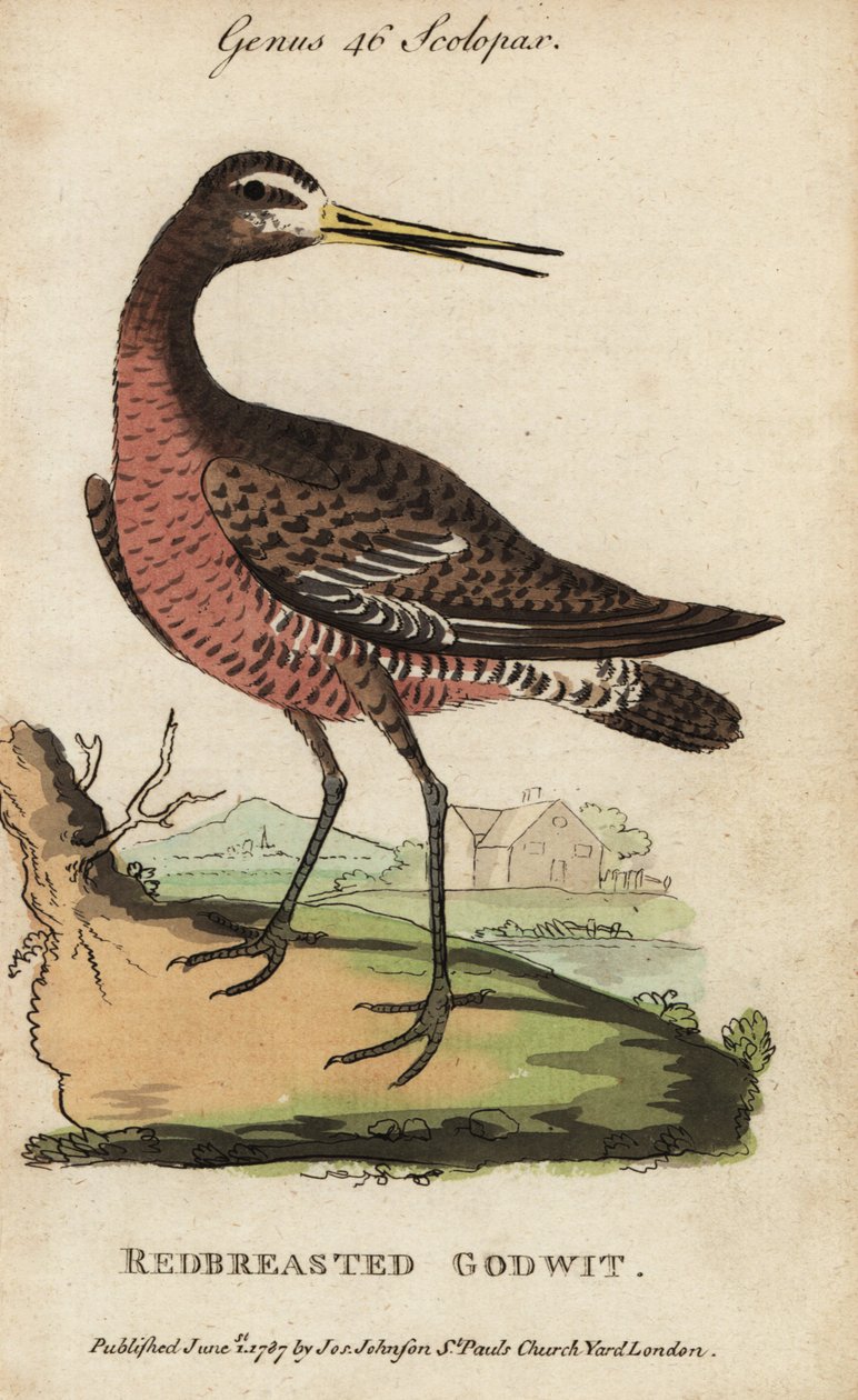Sorthalespove eller rødbrynet sprosse, Limosa limosa af George (after) Edwards