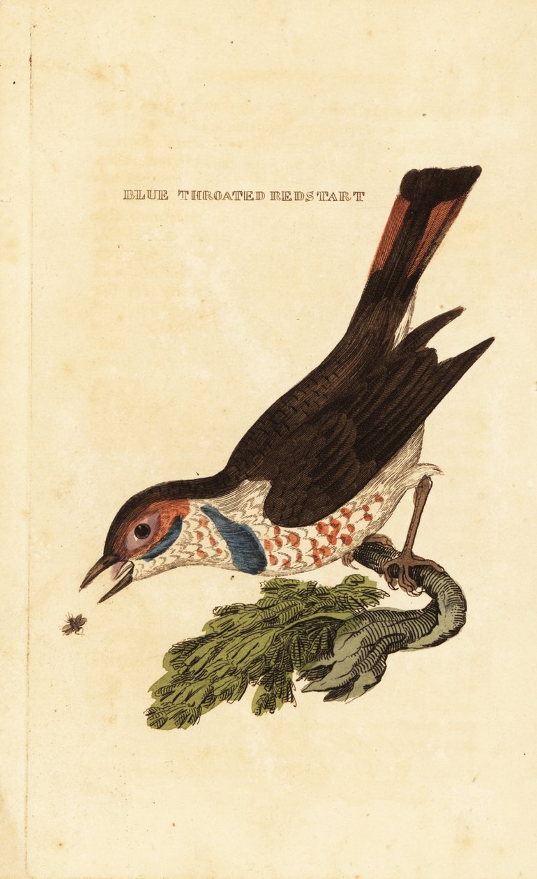Blåhals, Luscinia svecica af George (after) Edwards