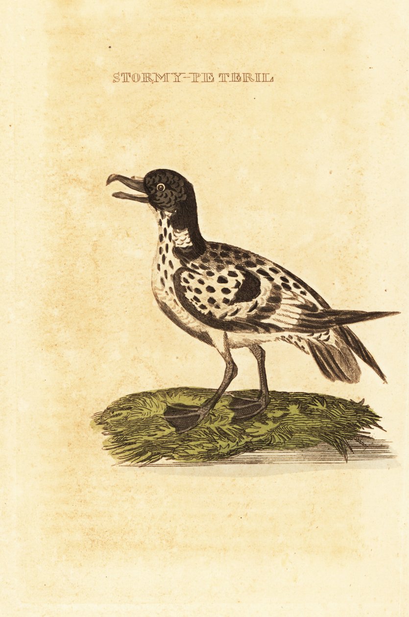 Kappetrel, Daption capense af George (after) Edwards