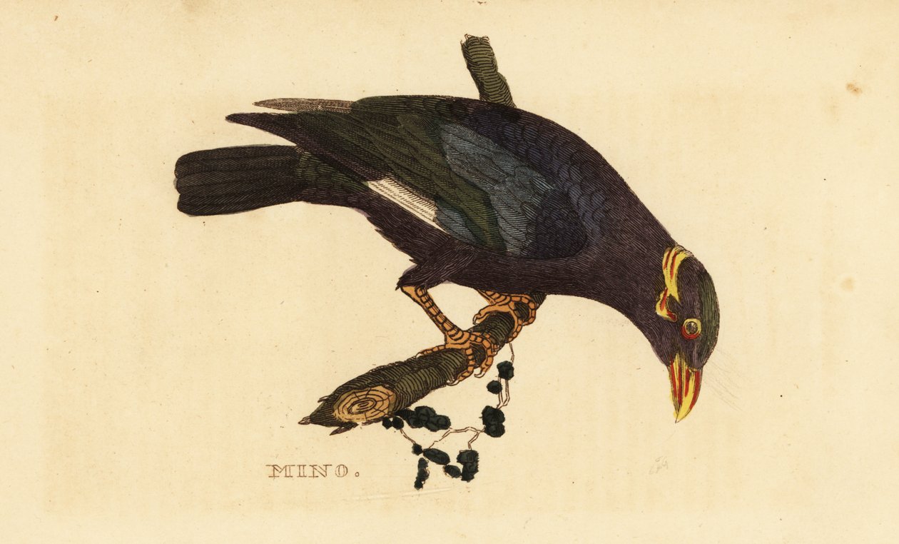 Kravemyna, Acridotheres albocinctus af George (after) Edwards