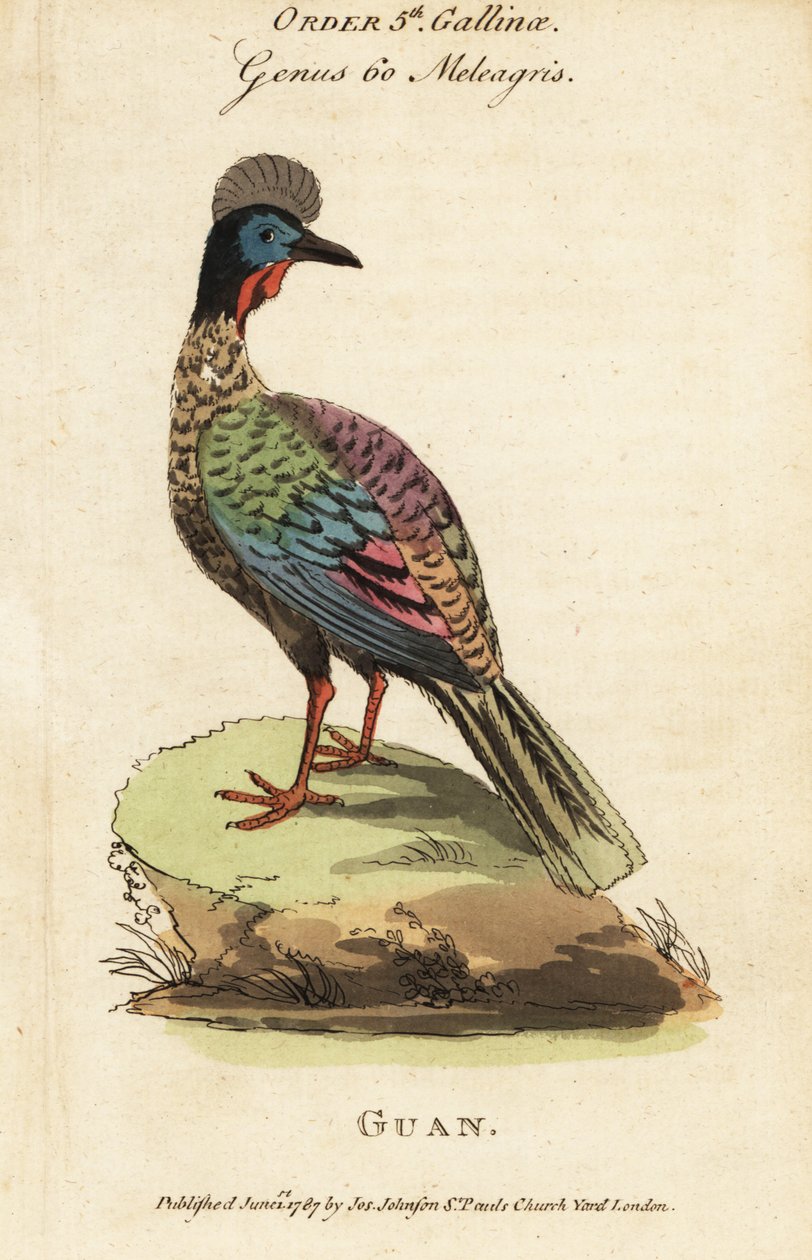 Crested guan, Penelope purpurascens af George (after) Edwards