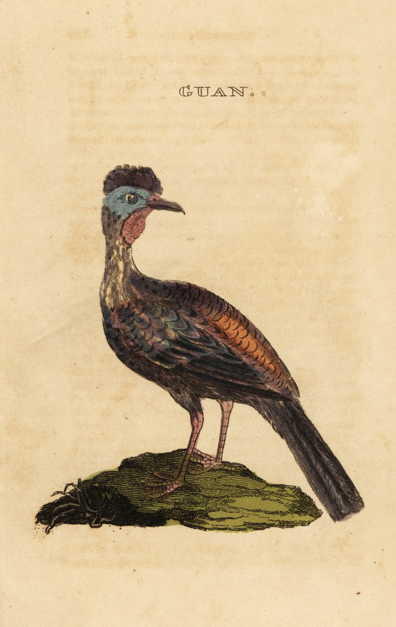 Crested guan, Penelope purpurascens af George (after) Edwards