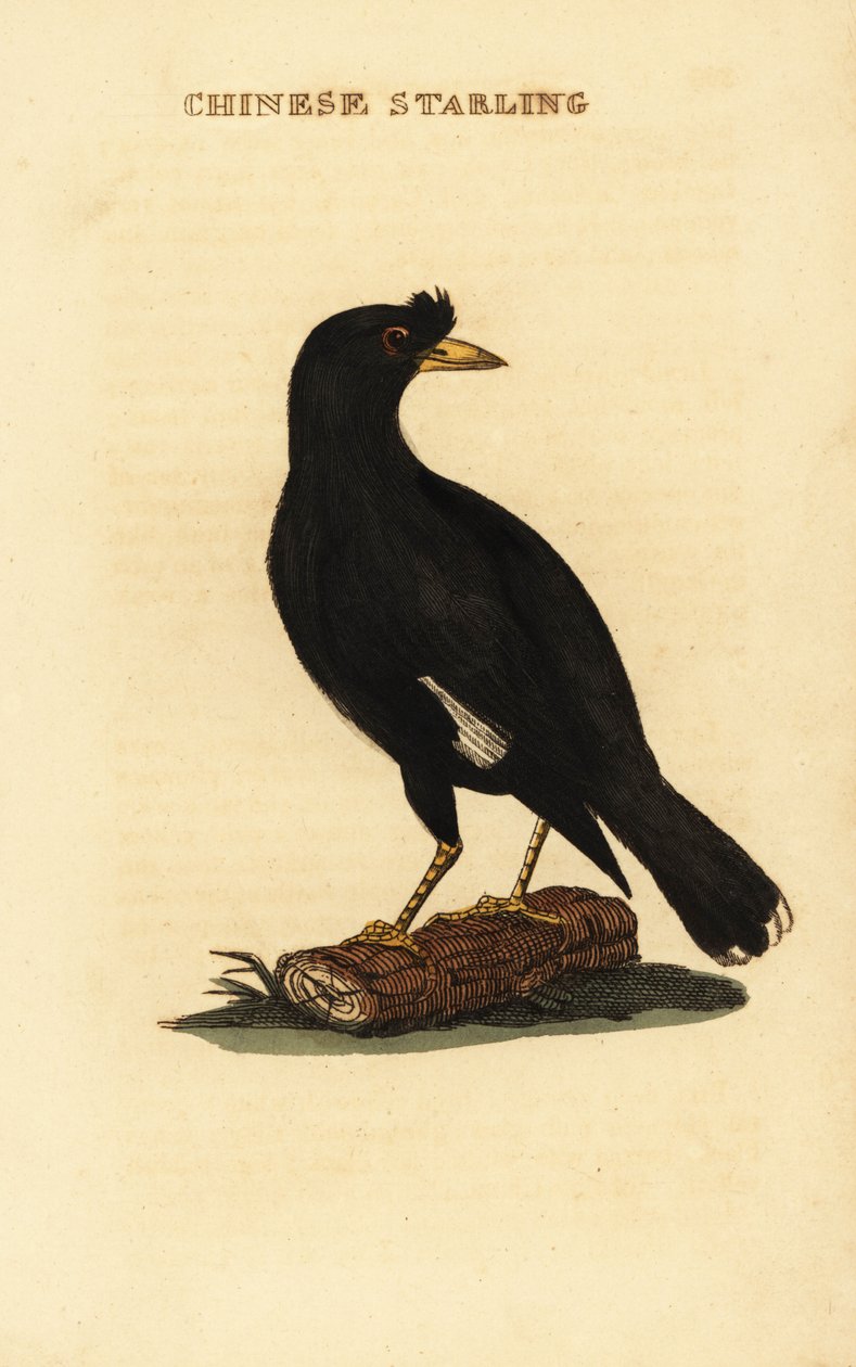 Crested myna, Acridotheres cristatellus af George (after) Edwards