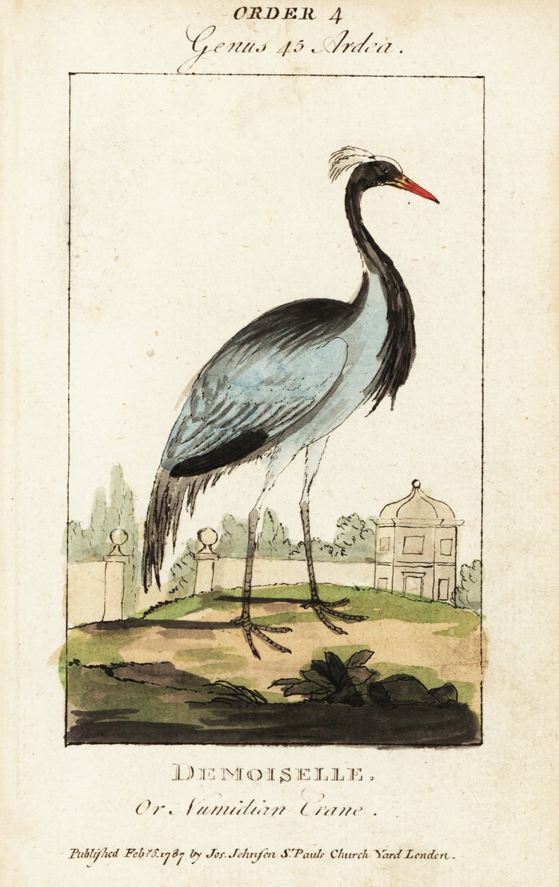 Damsel eller Numidian trane, Grus jomfru af George (after) Edwards