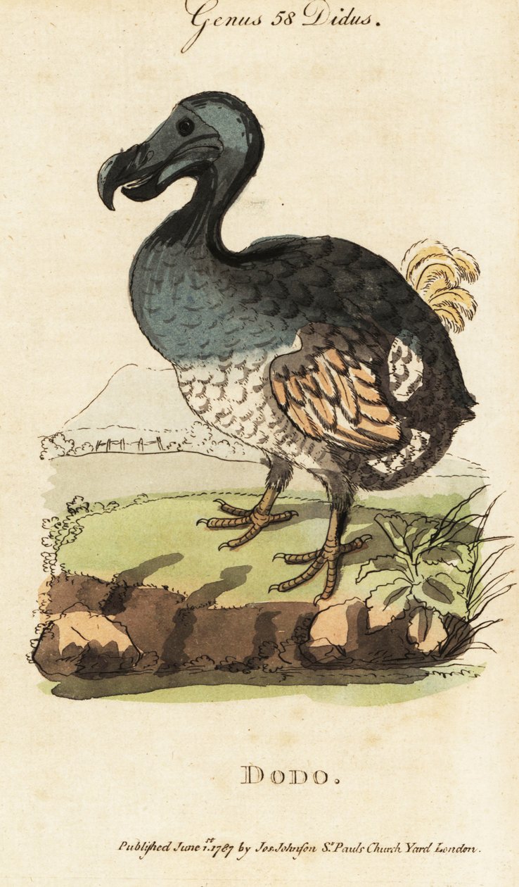 Uddød dodo, Raphus cullulatus af George (after) Edwards