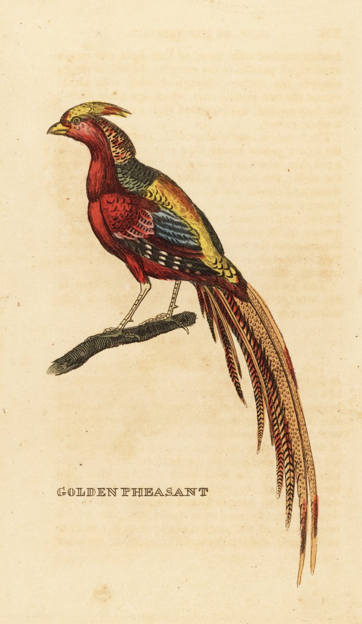 Guldfasan, Chrysolophus pictus af George (after) Edwards