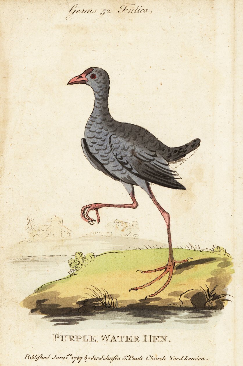 Gråhovedet sump, Porphyrio poliocephalus af George (after) Edwards
