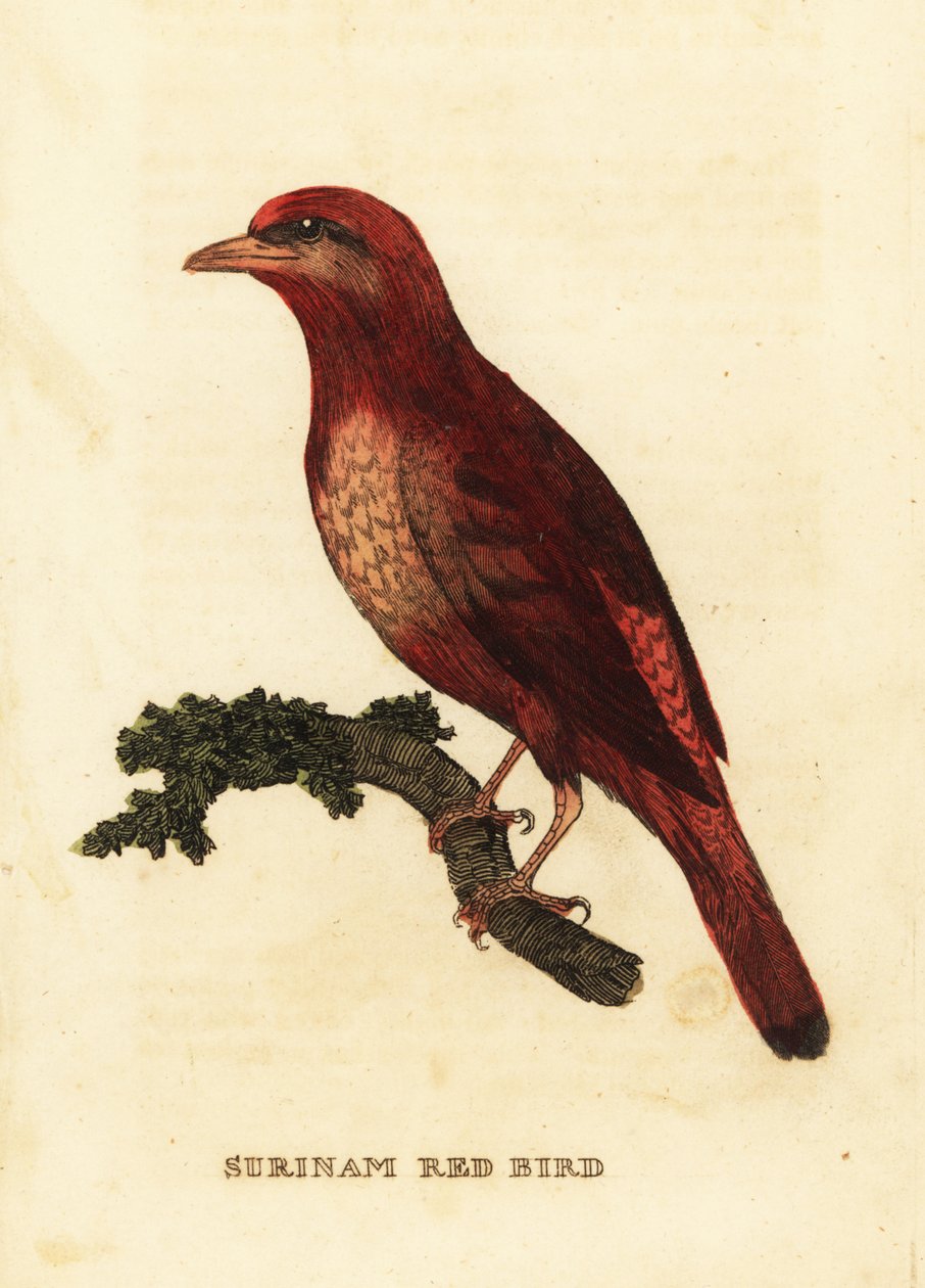 Guianan rød cotinga, Phoenix slagter af George (after) Edwards