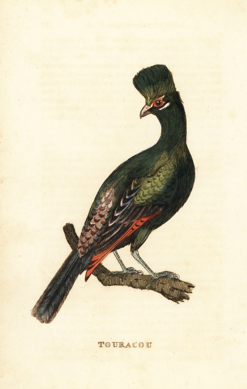 Guinea turaco eller grøn turaco, Tauraco persa af George (after) Edwards