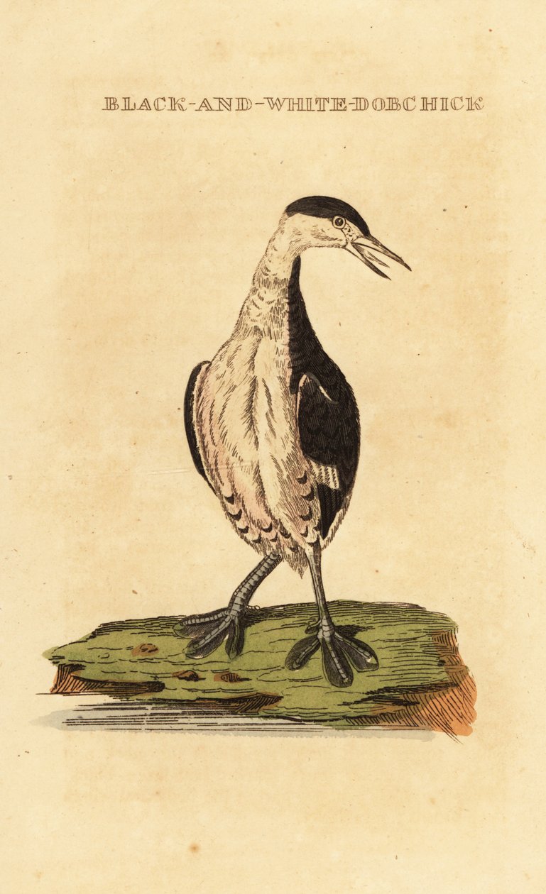 Hjørnedykker, ung, Podiceps auritus af George (after) Edwards