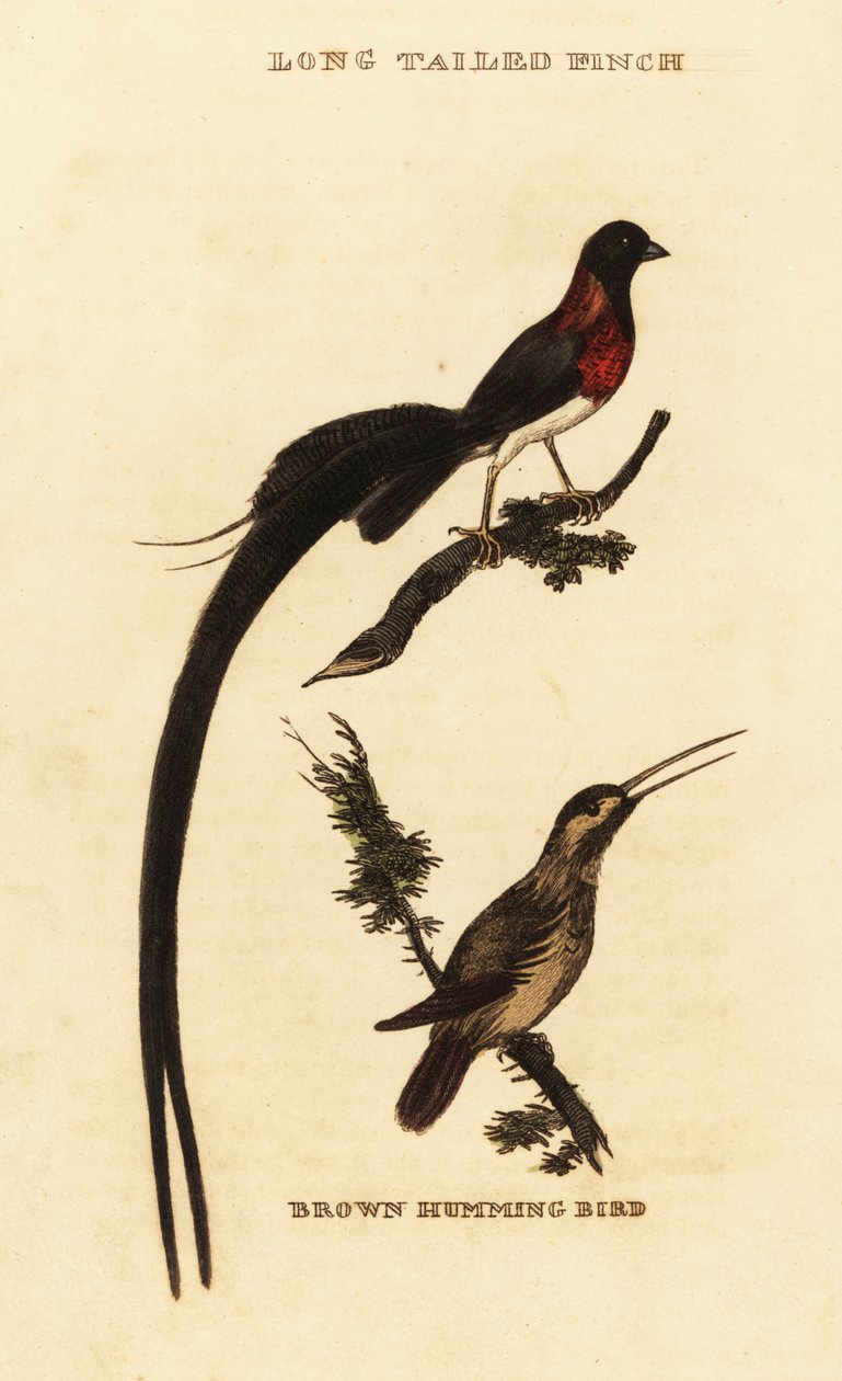 Langhalet paradis whydah, Vidua paradisaea og rødbrun kolibri, Selasphorus rufus af George (after) Edwards