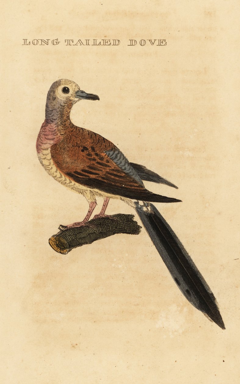 Sørgende due, Zenaida macroura af George (after) Edwards