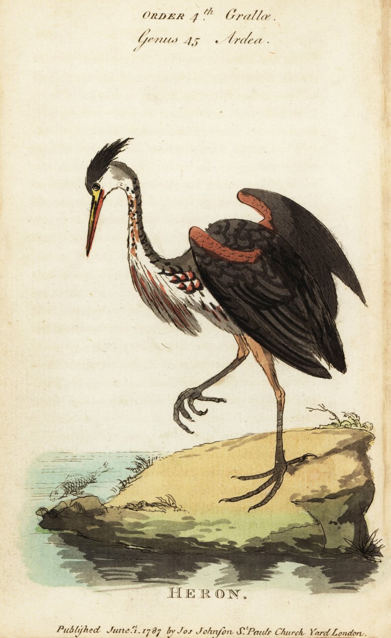 Nordamerikansk askefarvet hejre, Ardea fusca af George (after) Edwards