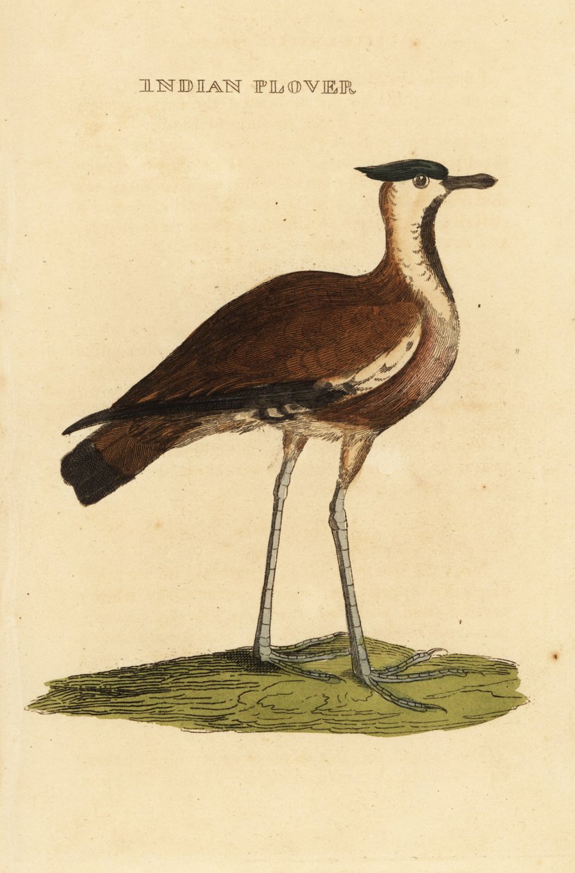 Vibe, Vanellus vanellus af George (after) Edwards