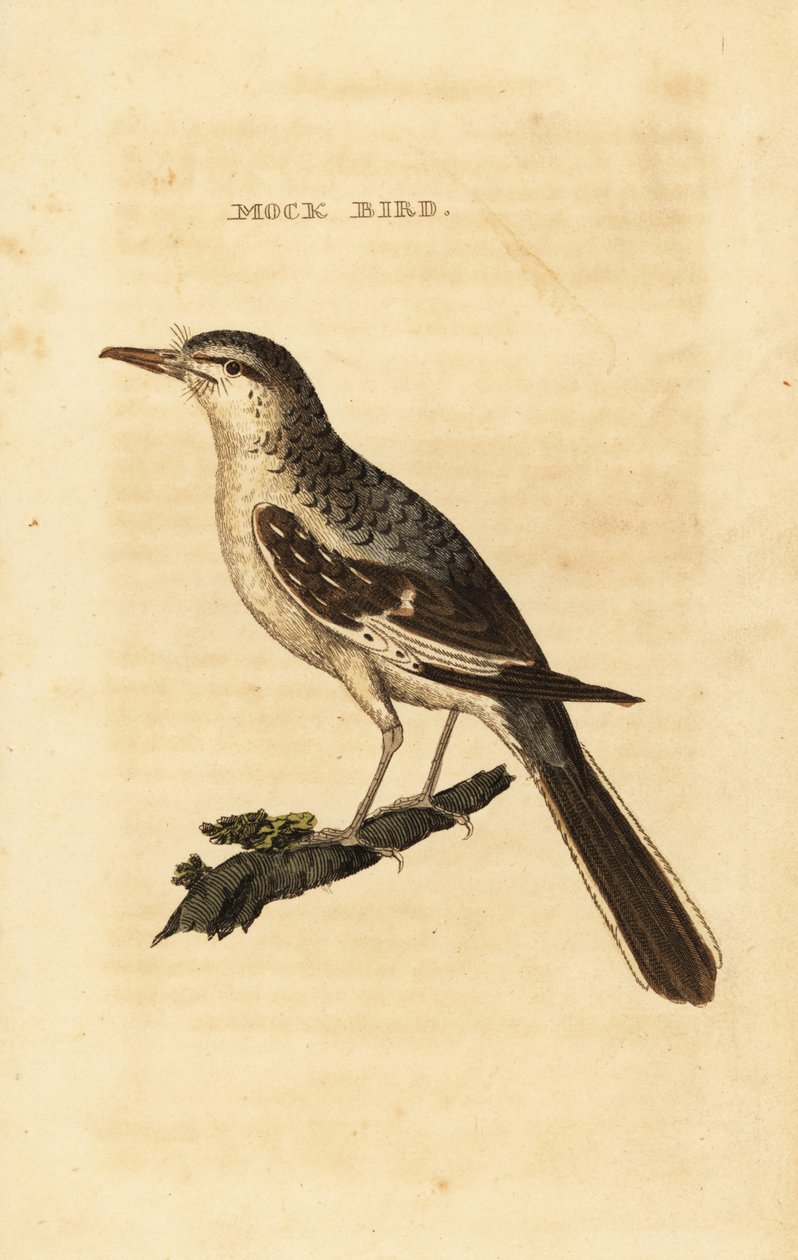 Nordlig mockingbird, Mimus polyglottos af George (after) Edwards