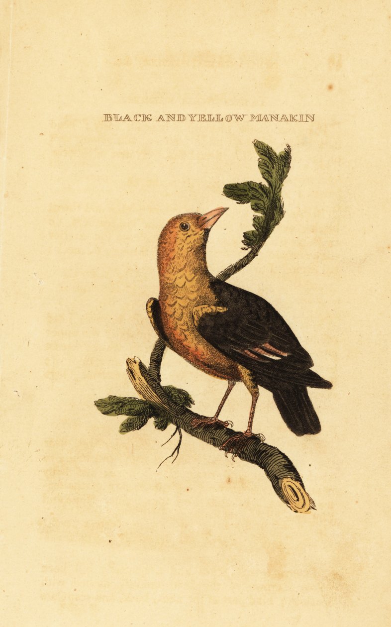 Orangehovedet manakin, Pepper aureola af George (after) Edwards