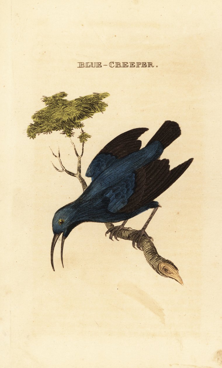 Lilla honningkryb, Cyanerpes caeruleus af George (after) Edwards