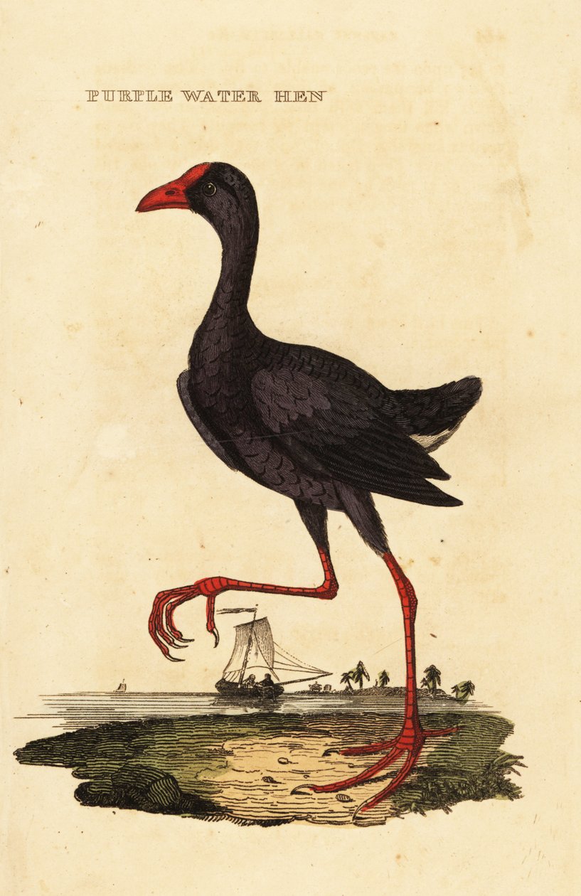 Lilla sumpen, Porphyrio porphyrio af George (after) Edwards