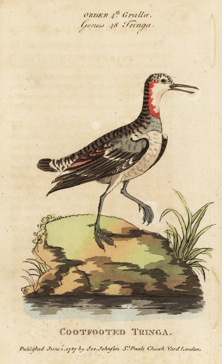Rødhalset phalarope, Phalaropus lobatus (Skovfodet tringa, Tringa rufra canadensis) af George (after) Edwards
