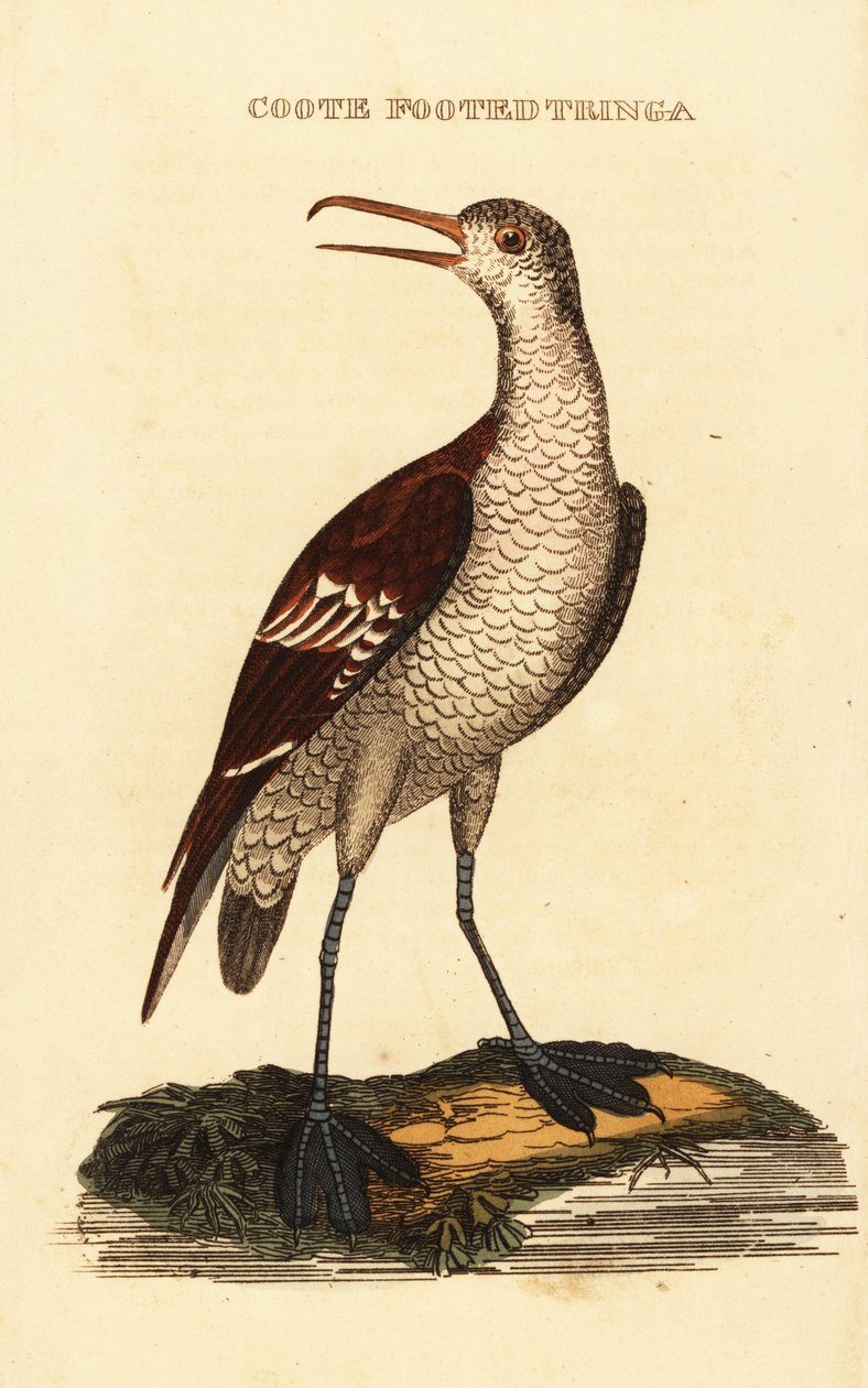 Rødhalset phalarope, Phalaropus lobatus af George (after) Edwards